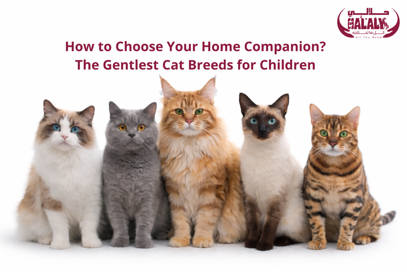 How to Choose Your Home Companion? The Gentlest Cat Breeds for Children